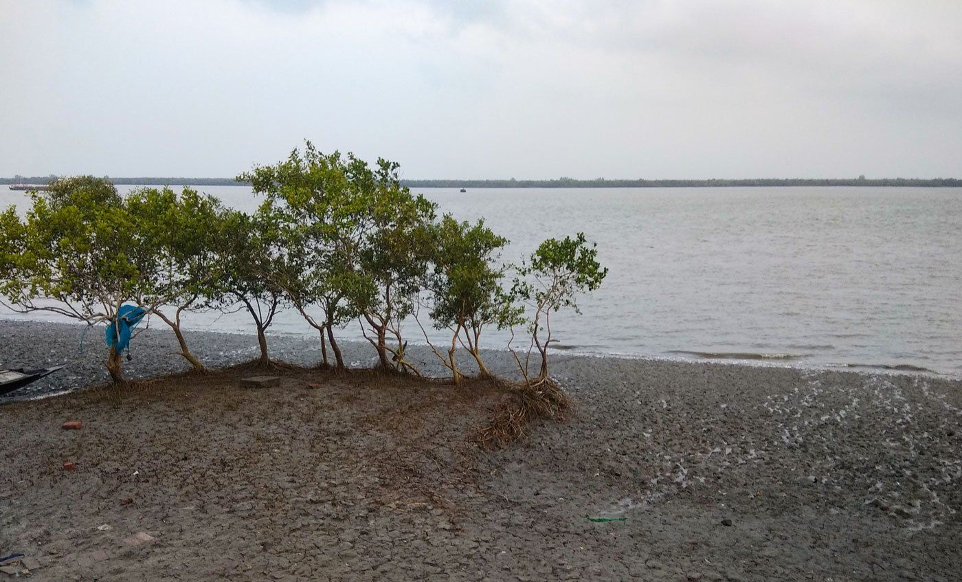 Sundarbans: Not a blade of grass grew